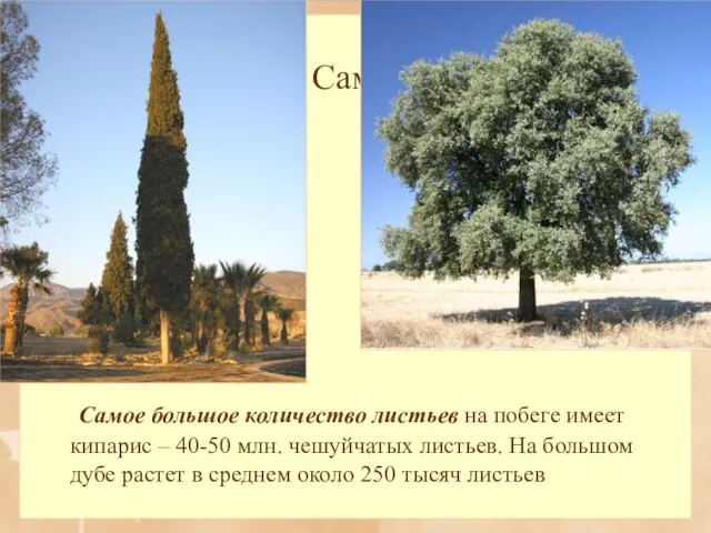 Самое большое количество листьев на побеге имеет кипарис – 40-50 млн. чешуйчатых