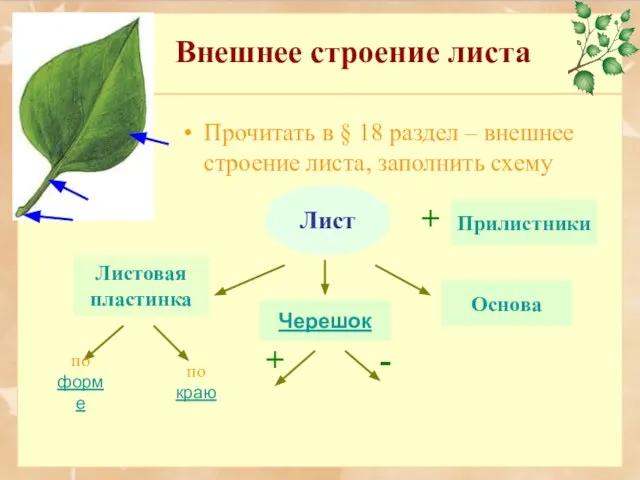 Внешнее строение листа Работа с книгой Прочитать в § 18 раздел –