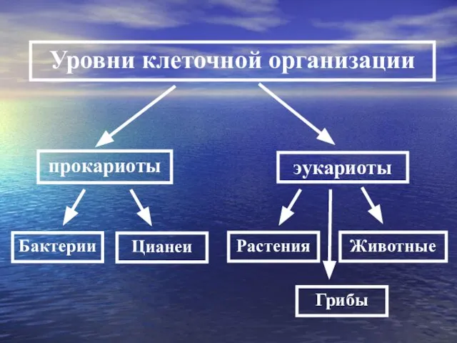 Уровни клеточной организации Бактерии Цианеи Растения Грибы Животные