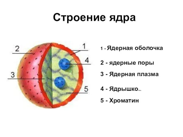 1 - Ядерная оболочка 2 - ядерные поры 3 - Ядерная плазма