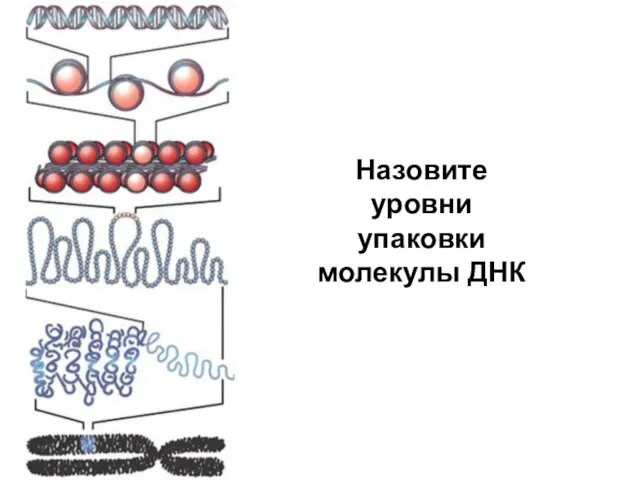 Назовите уровни упаковки молекулы ДНК