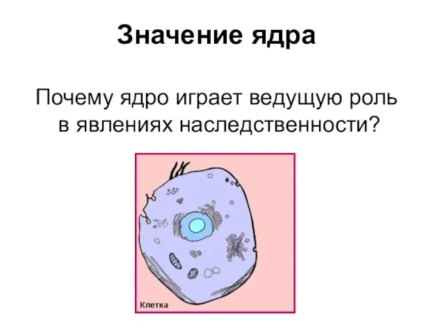 Значение ядра Почему ядро играет ведущую роль в явлениях наследственности?