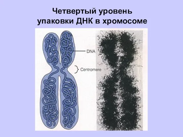 Четвертый уровень упаковки ДНК в хромосоме