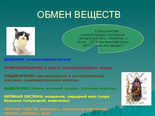 ОБМЕН ВЕЩЕСТВ ДЫХАНИЕ: альвеолярные легкие КРОВООБРАЩЕНИЕ:2 круга; четырехкамерное сердце ПИЩЕВАРЕНИЕ: однокамерный и