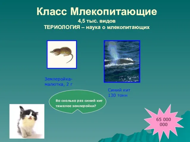 Класс Млекопитающие 4,5 тыс. видов ТЕРИОЛОГИЯ – наука о млекопитающих Землеройка- малютка,