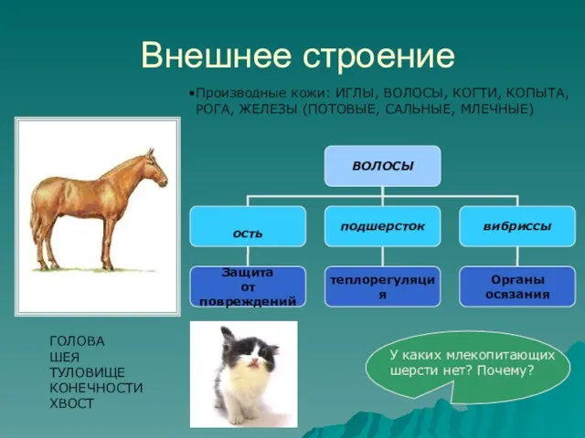 Внешнее строение ГОЛОВА ШЕЯ ТУЛОВИЩЕ КОНЕЧНОСТИ ХВОСТ Производные кожи: ИГЛЫ, ВОЛОСЫ, КОГТИ,