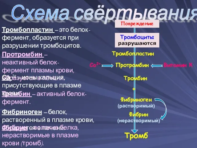 Тромбопластин Протромбин Витамин К Схема свёртывания крови Повреждение Тромбоциты разрушаются Са2+ Фибриноген