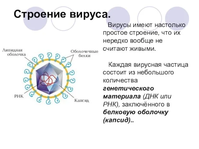 Строение вируса. Вирусы имеют настолько простое строение, что их нередко вообще не