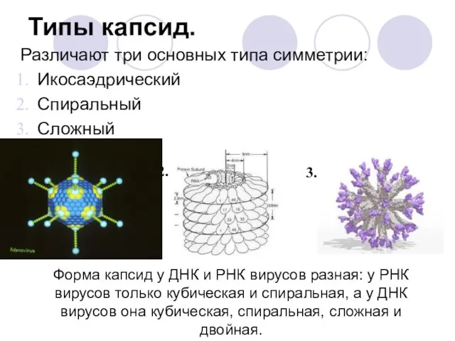 Типы капсид. Различают три основных типа симметрии: Икосаэдрический Спиральный Сложный 1. 2.