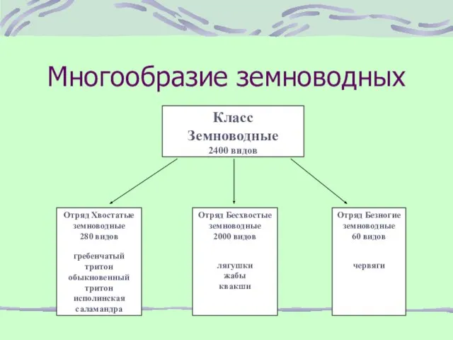 Многообразие земноводных Класс Земноводные 2400 видов Отряд Хвостатые земноводные 280 видов гребенчатый