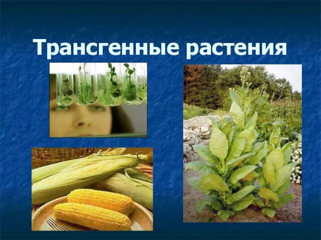 Трансгенные растения