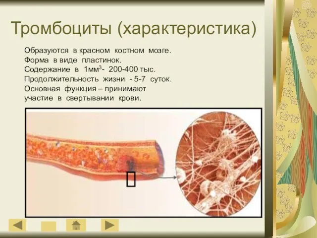 Тромбоциты (характеристика) Образуются в красном костном мозге. Форма в виде пластинок. Содержание