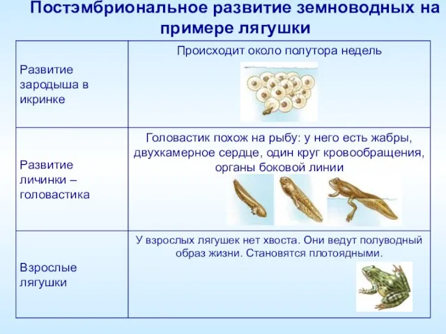 Постэмбриональное развитие земноводных на примере лягушки