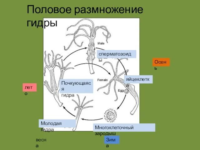 сперматозоиды яйцеклетка Многоклеточный зародыш Молодая гидра Почкующаяся гидра Осень Зима весна лето Половое размножение гидры