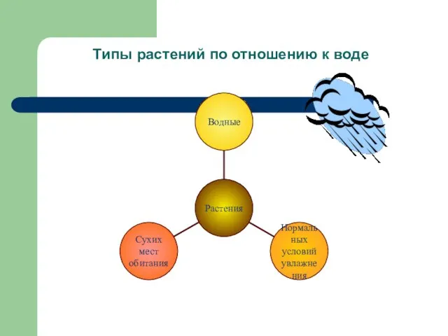 Типы растений по отношению к воде