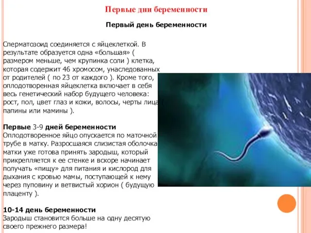Первые дни беременности Первый день беременности Сперматозоид соединяется с яйцеклеткой. В результате