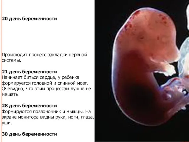 20 день беременности Происходит процесс закладки нервной системы. 21 день беременности Начинает