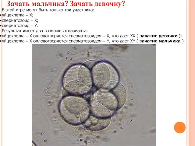 Зачать мальчика? Зачать девочку? В этой игре могут быть только три участника: