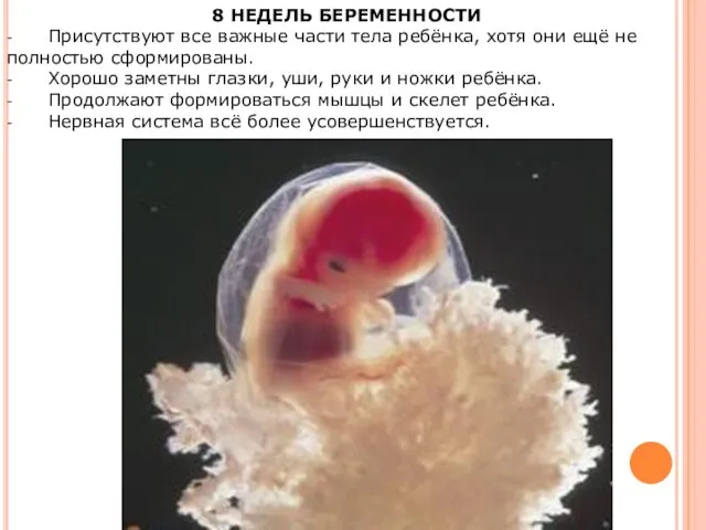 8 НЕДЕЛЬ БЕРЕМЕННОСТИ - Присутствуют все важные части тела ребёнка, хотя они