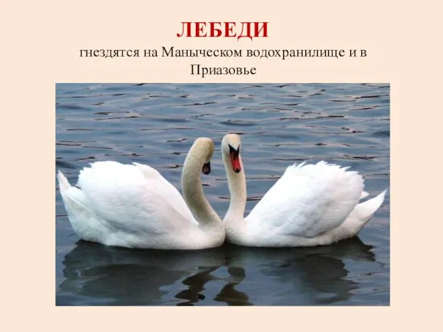 ЛЕБЕДИ гнездятся на Маныческом водохранилище и в Приазовье