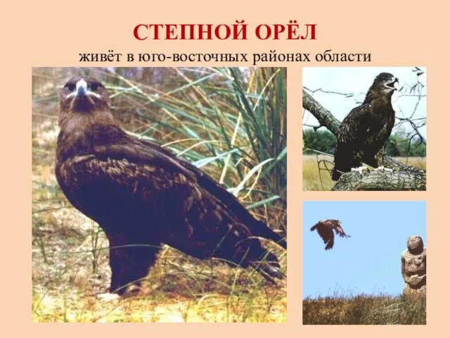 СТЕПНОЙ ОРЁЛ живёт в юго-восточных районах области