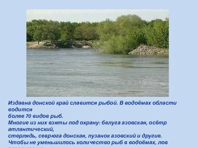 Издавна донской край славится рыбой. В водоёмах области водится более 70 видов