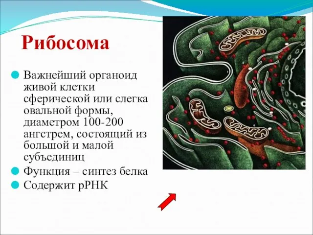 Рибосома Важнейший органоид живой клетки сферической или слегка овальной формы, диаметром 100-200