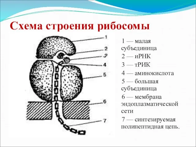 Схема строения рибосомы 1 — малая субъединица 2 — иРНК 3 —