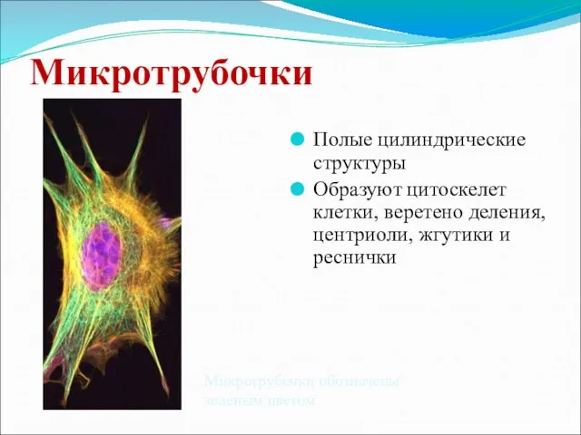 Микротрубочки Полые цилиндрические структуры Образуют цитоскелет клетки, веретено деления, центриоли, жгутики и