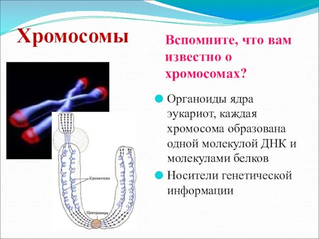 Хромосомы Органоиды ядра эукариот, каждая хромосома образована одной молекулой ДНК и молекулами