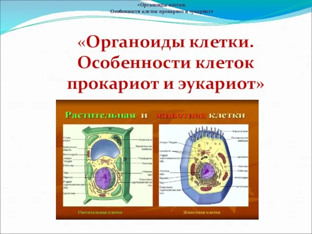 «Органоиды клетки. Особенности клеток прокариот и эукариот» «Органоиды клетки. Особенности клеток прокариот