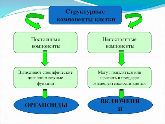 Постоянные компоненты Непостоянные компоненты Структурные компоненты клетки Выполняют специфические жизненно важные функции