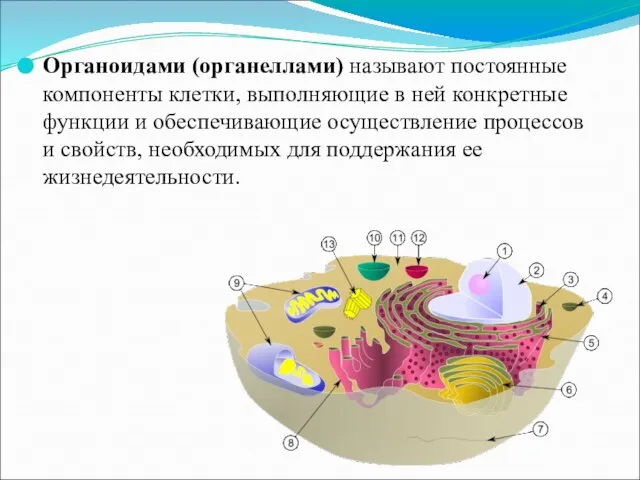 Органоидами (органеллами) называют постоянные компоненты клетки, выполняющие в ней конкретные функции и