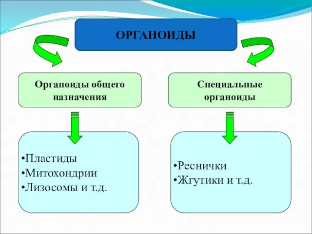 ОРГАНОИДЫ Органоиды общего назначения Специальные органоиды Пластиды Митохондрии Лизосомы и т.д. Реснички Жгутики и т.д.