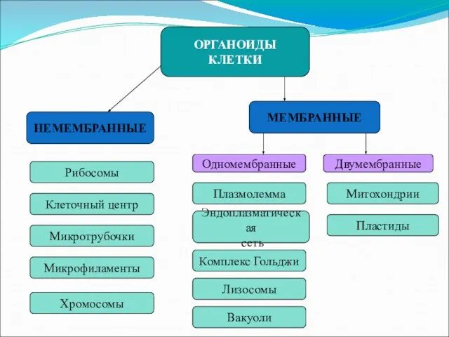 ОРГАНОИДЫ КЛЕТКИ НЕМЕМБРАННЫЕ МЕМБРАННЫЕ Одномембранные Двумембранные Рибосомы Клеточный центр Микротрубочки Микрофиламенты Хромосомы