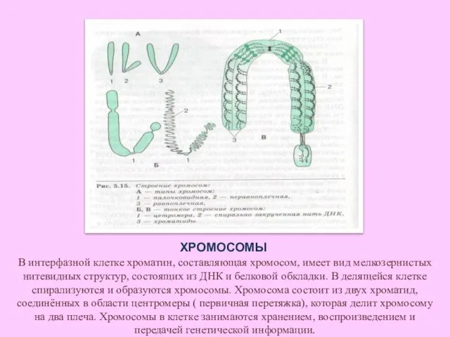 ХРОМОСОМЫ В интерфазной клетке хроматин, составляющая хромосом, имеет вид мелкозернистых нитевидных структур,