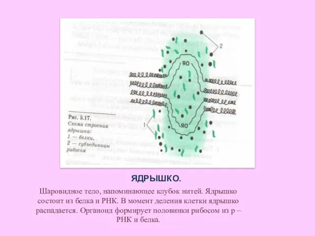 ЯДРЫШКО. Шаровидное тело, напоминающее клубок нитей. Ядрышко состоит из белка и РНК.