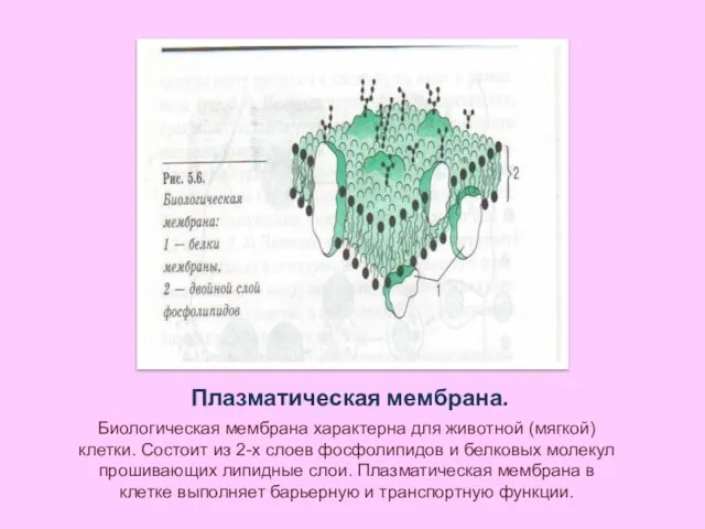 Плазматическая мембрана. Биологическая мембрана характерна для животной (мягкой) клетки. Состоит из 2-х