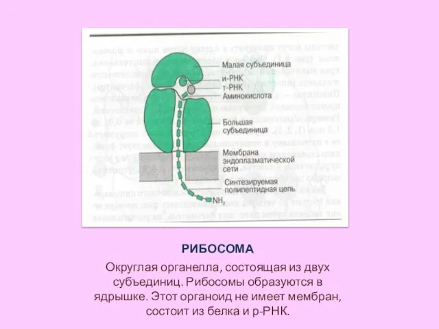 РИБОСОМА Округлая органелла, состоящая из двух субъединиц. Рибосомы образуются в ядрышке. Этот