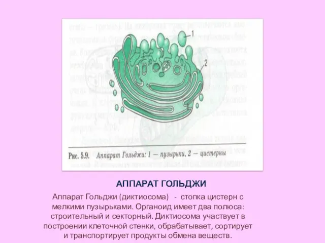 АППАРАТ ГОЛЬДЖИ Аппарат Гольджи (диктиосома) - стопка цистерн с мелкими пузырьками. Органоид