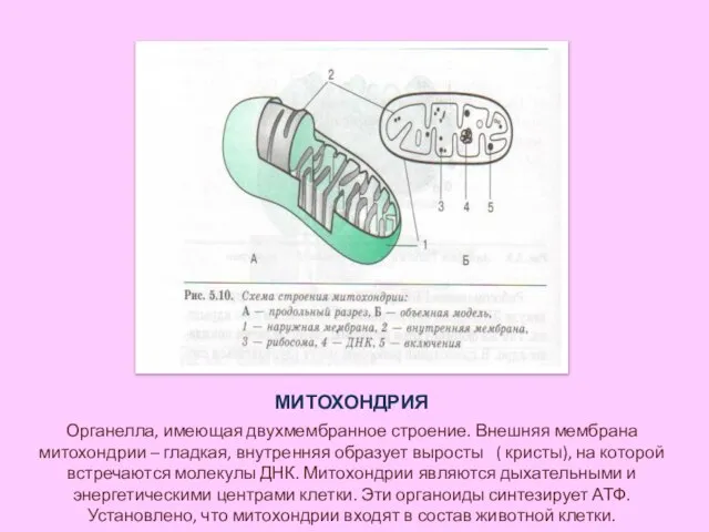 МИТОХОНДРИЯ Органелла, имеющая двухмембранное строение. Внешняя мембрана митохондрии – гладкая, внутренняя образует