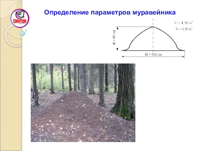 Определение параметров муравейника