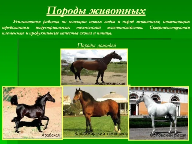 Породы животных Породы лошадей Усиливаются работы по селекции новых видов и пород