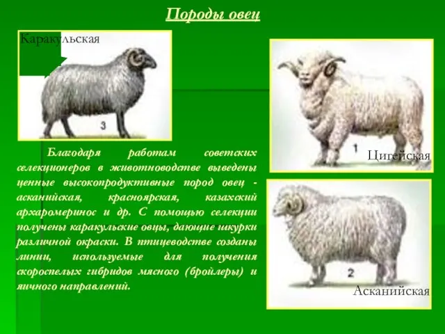 Породы овец Благодаря работам советских селекционеров в животноводстве выведены ценные высокопродуктивные пород