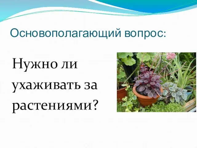 Основополагающий вопрос: Нужно ли ухаживать за растениями?