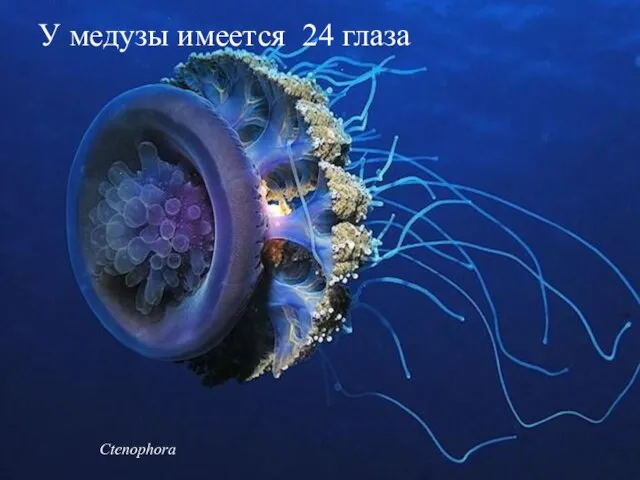 Ctenophora У медузы имеется 24 глаза