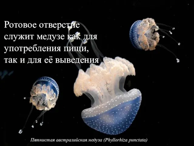 Ротовое отверстие служит медузе как для употребления пищи, так и для её