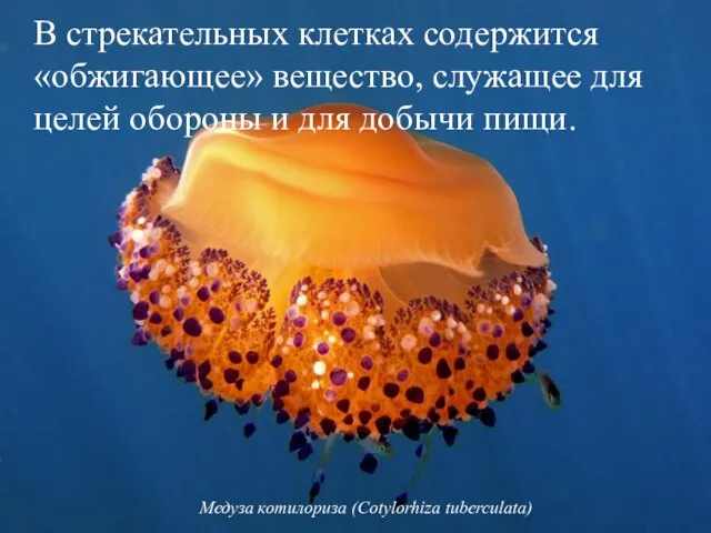 Медуза котилориза (Cotylorhiza tuberculata) В стрекательных клетках содержится «обжигающее» вещество, служащее для