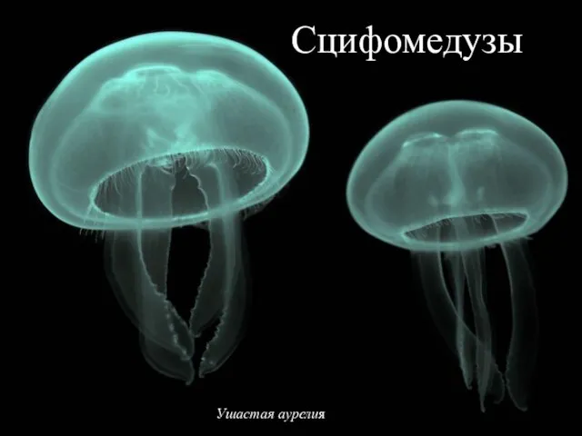 Ушастая аурелия Сцифомедузы