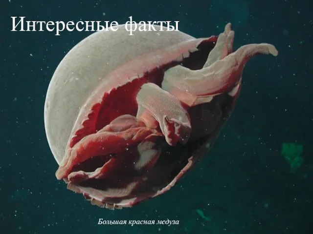 Интересные факты Большая красная медуза